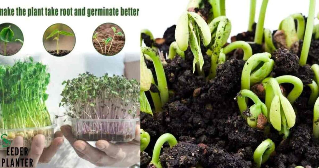 Methods for Germinating Pot Seeds