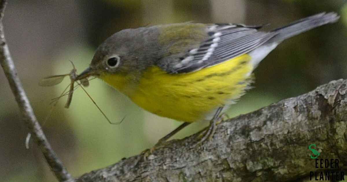 Nature's Aerial Mosquito Squad: Do Birds Eat Mosquitoes?