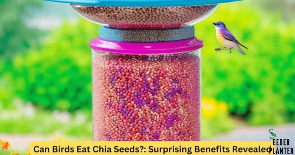 Can Birds Eat Chia Seeds: The Definitive Answer