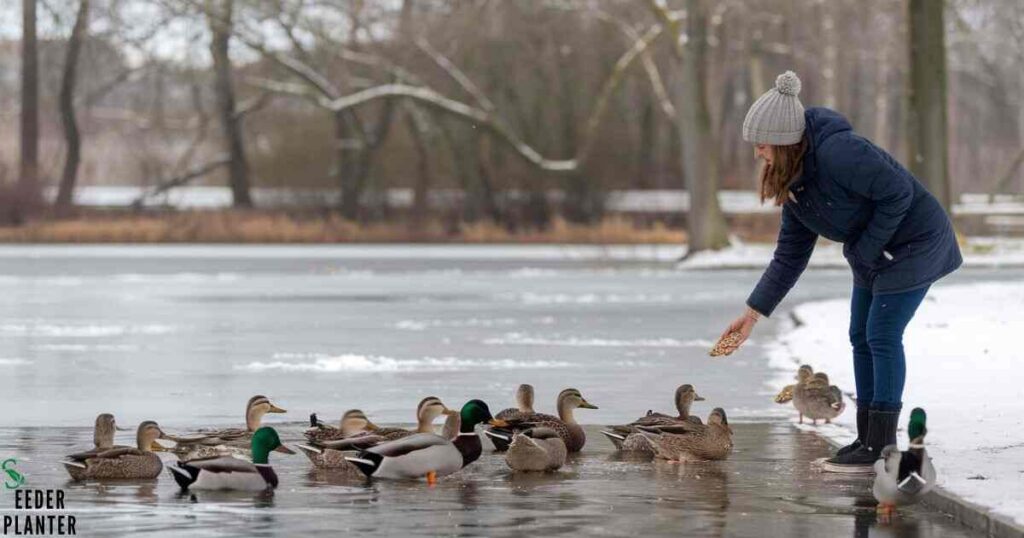 Seasonal Considerations for Feeding Ducks Sunflower Seeds