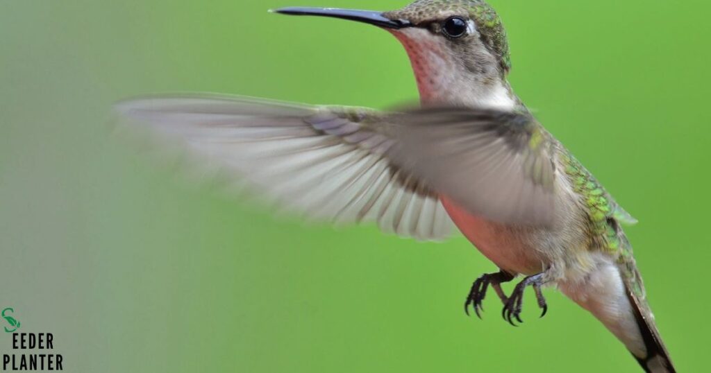 The Avian Appetite: Birds That Consume Butterflies