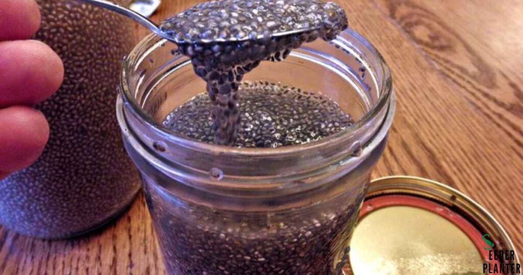 The Science Behind Chia Seed Absorption