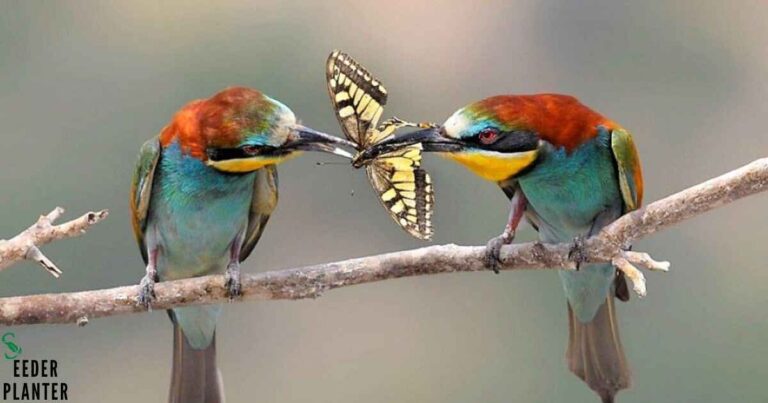 The Surprising Truth: Do Birds Eat Butterflies? Nature's Delicate Balance Revealed