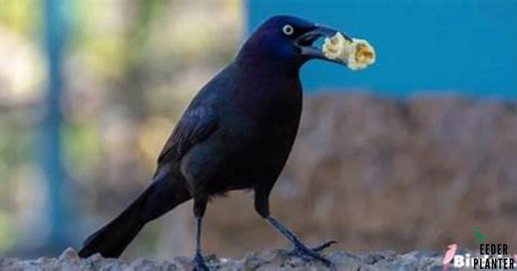 The Truth About Birds and Popcorn