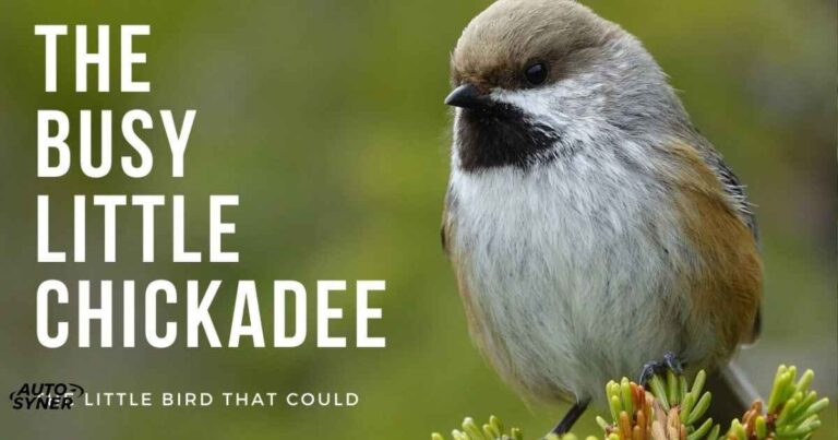 The Ultimate Guide to Chickadee Birds Nature's Acrobatic Songsters