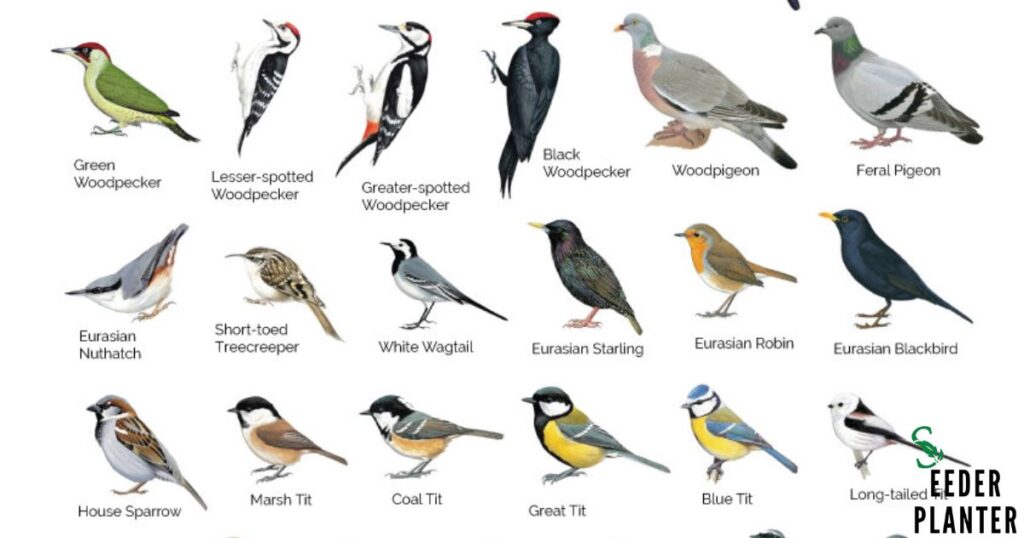 Types of Birds That Eat Mosquitoes