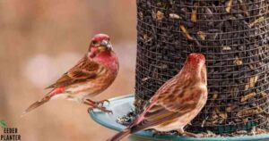 Unlocking the Mystery: What Birds Eat Nyjer Seed and Why They Love It