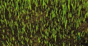 Watering New Grass Seed: The Complete Guide to Perfect Germination (2024 Updated)