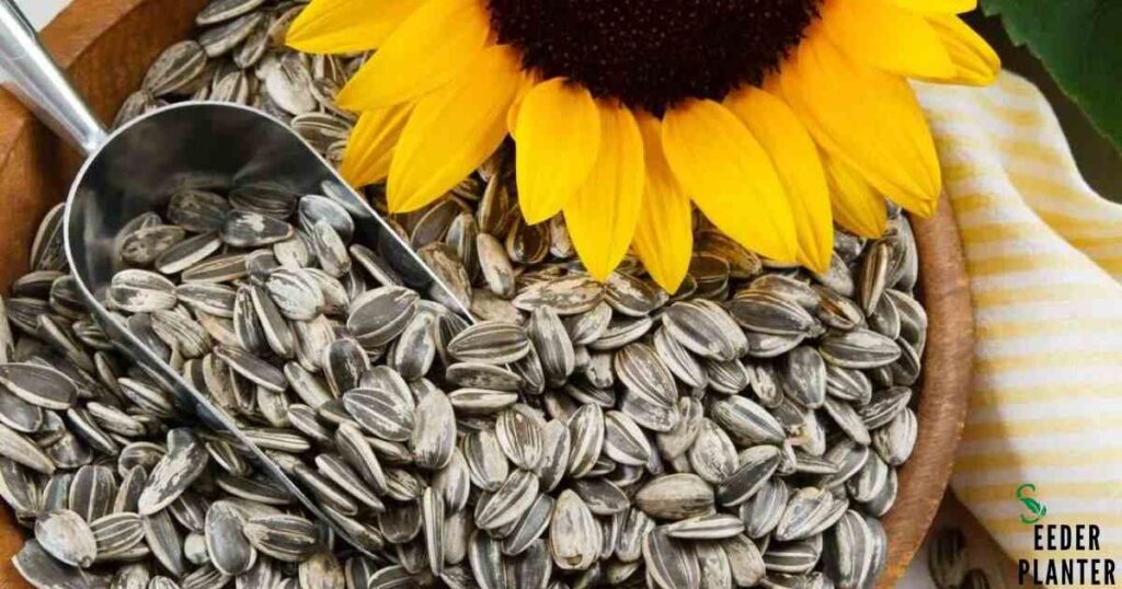 What Are Safflower Seeds?