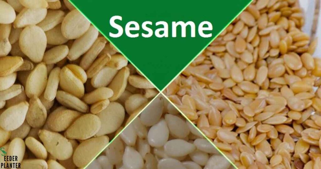 What Are Sesame Seeds?