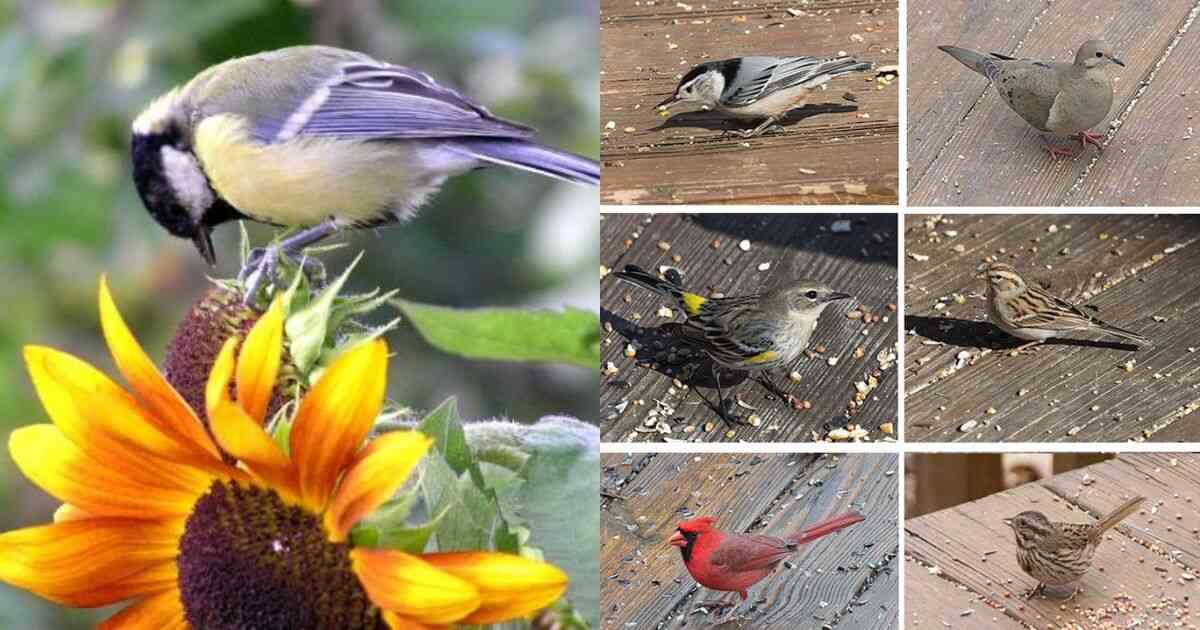 What Birds Eat Safflower Seeds: A Birdwatcher's Guide to This Nutritious Treat