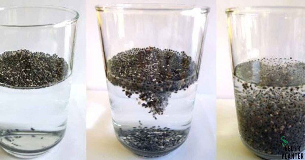 Do You Have to Soak Chia Seeds?